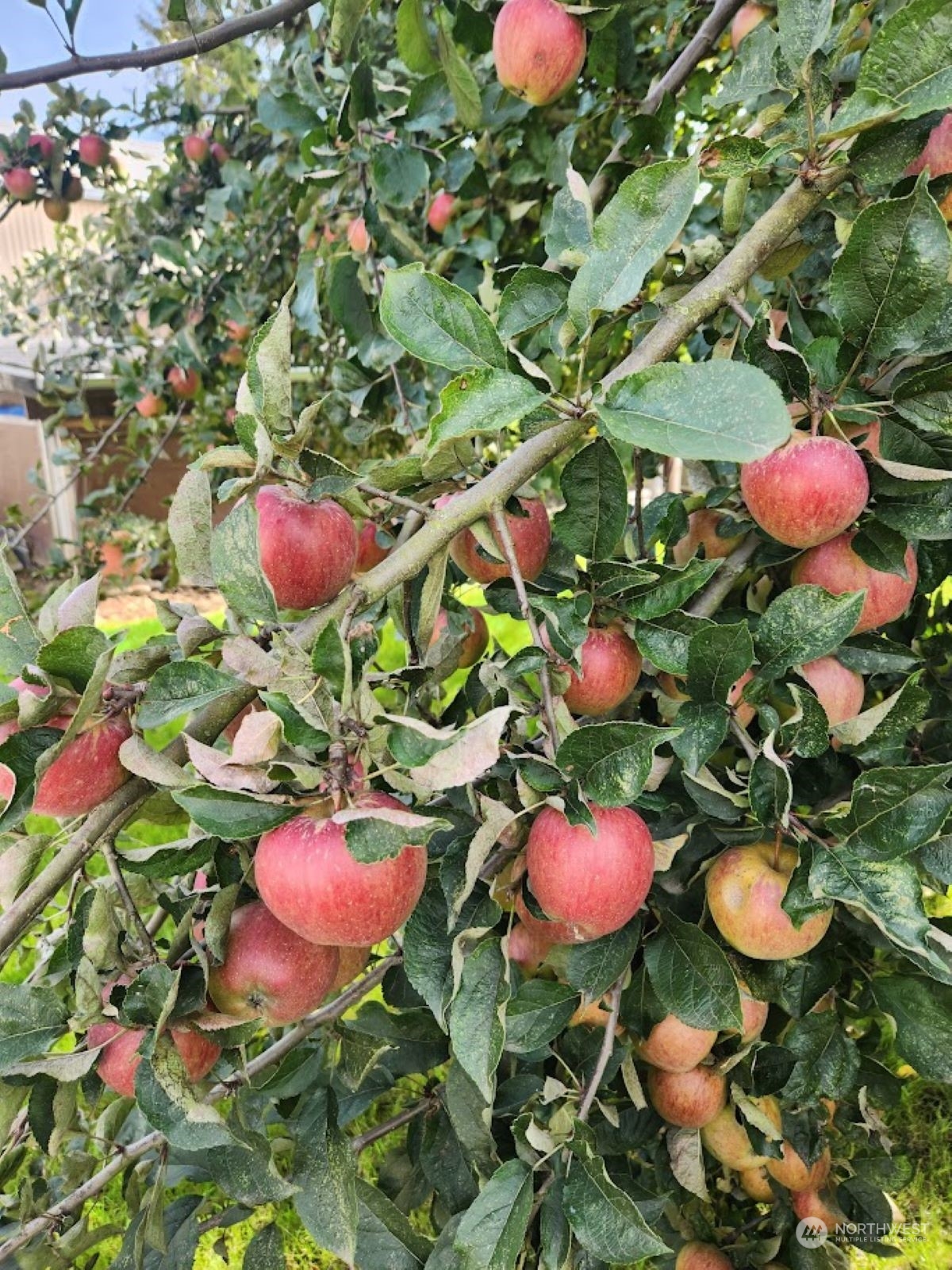 2295 Timon Road Everson, WA 98247 - Photo 23 of 31