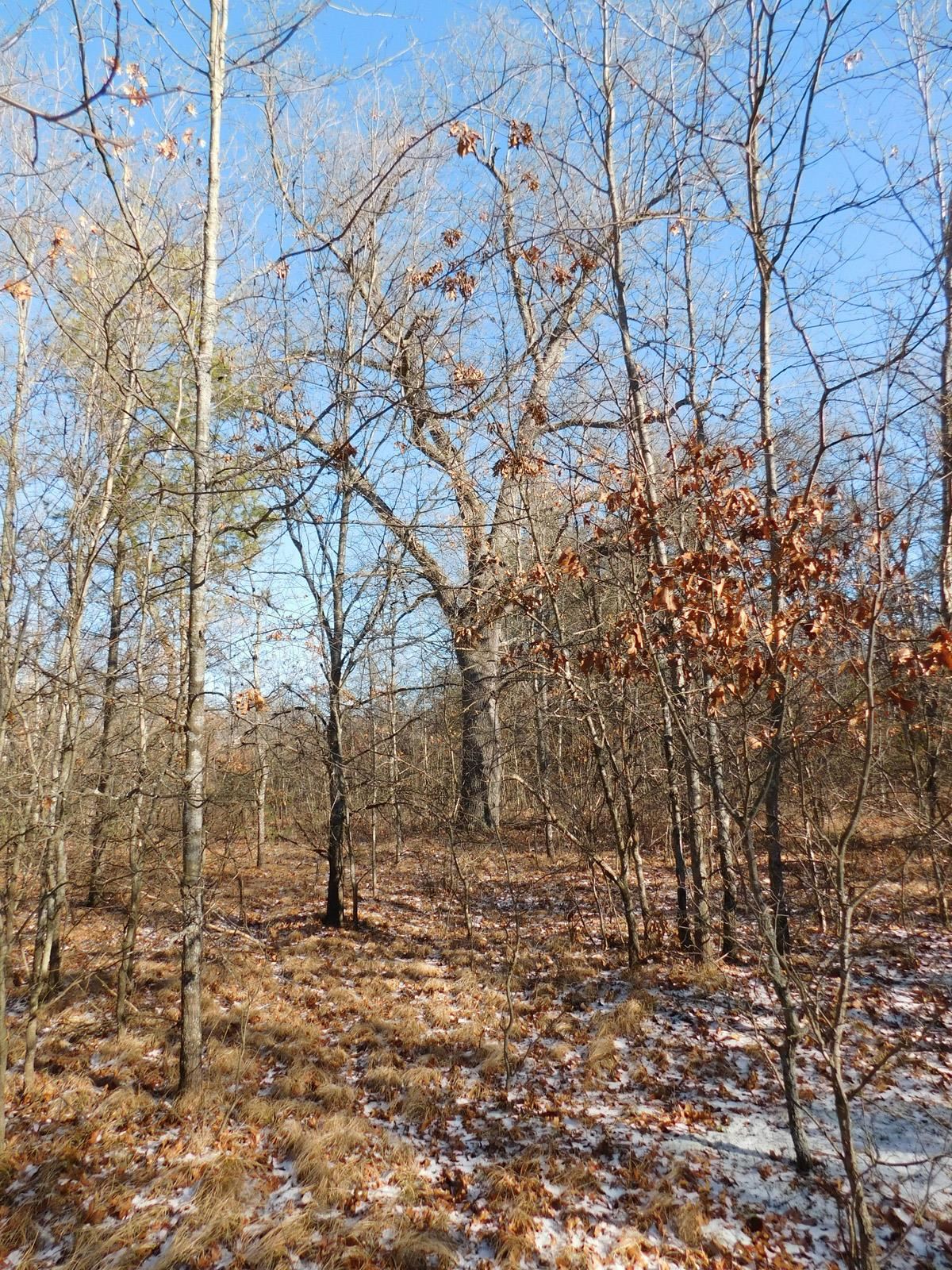 1 Kings Corner Road Oscoda, MI 48750 - Photo 5 of 20 1907805-4.JPG