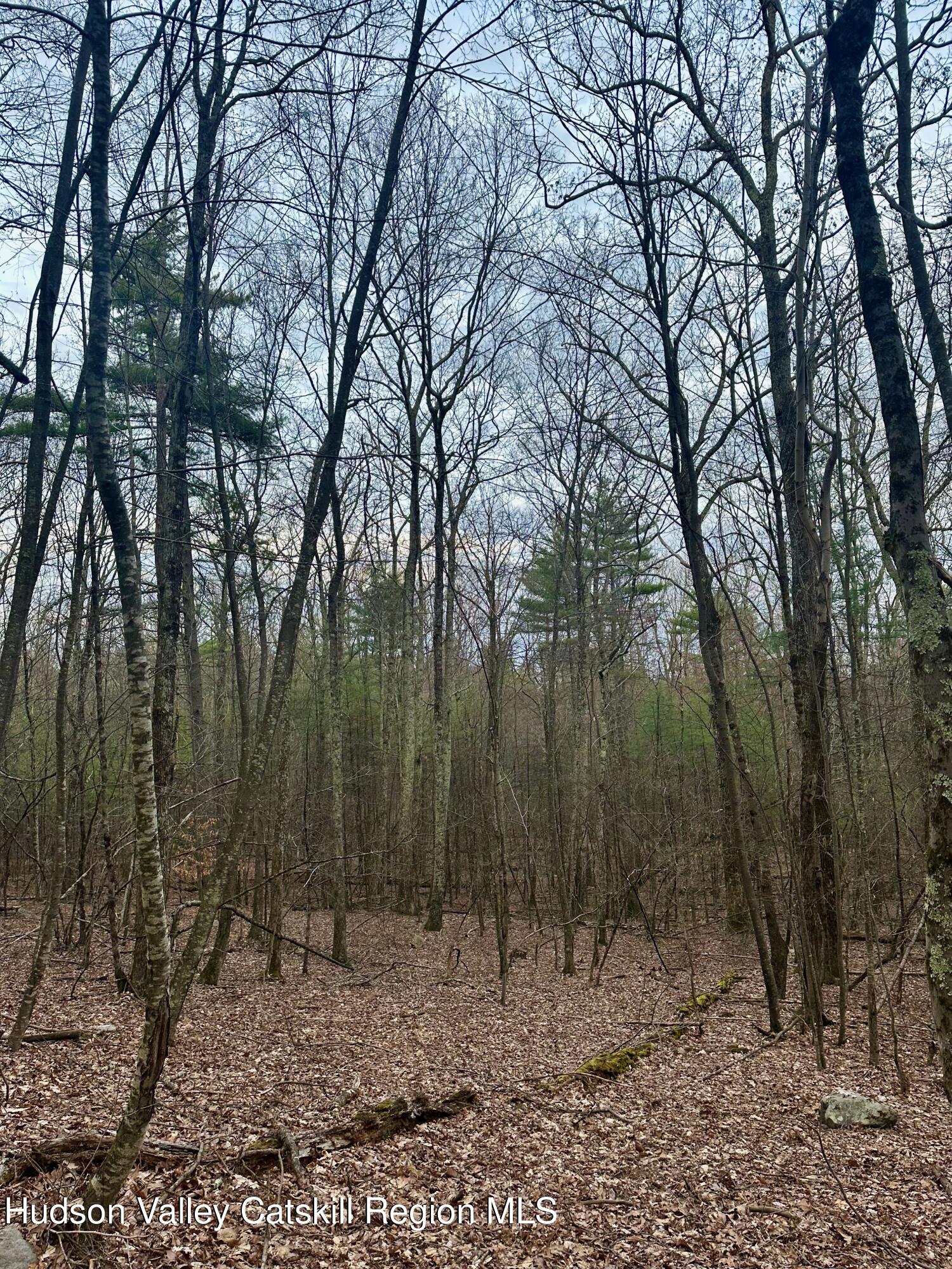 44 Cliff Road Accord, NY 12404 - Photo 15 of 19 a view of a forest filled with trees