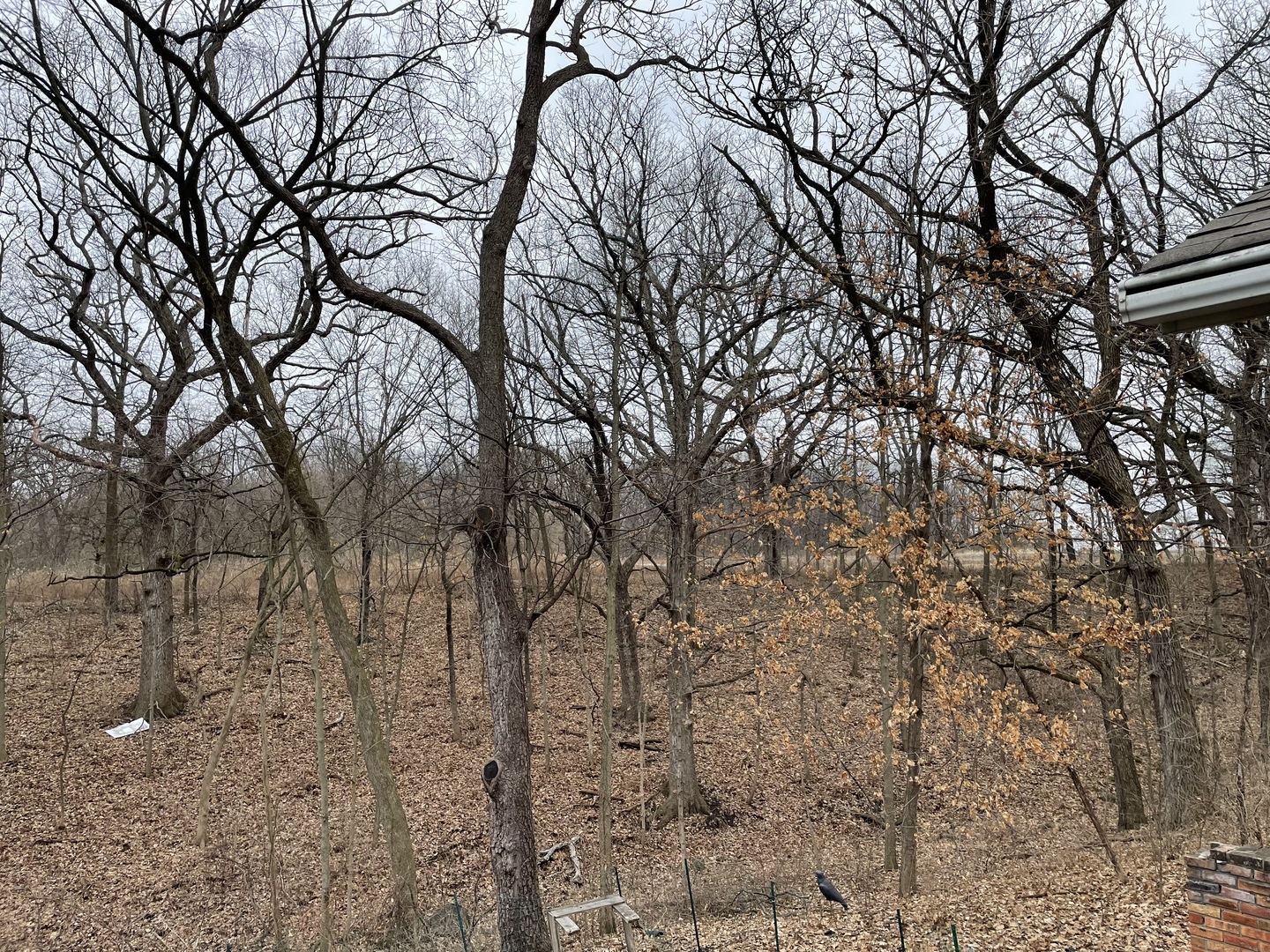 5650 West Bluff Road Morris, IL 60450 - Photo 5 of 53 a backyard of a house with lots of green space