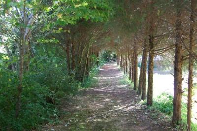 147 Cedar Park Road Centerville, TN 37033 - Photo 4 of 13 Tree lined path by pond