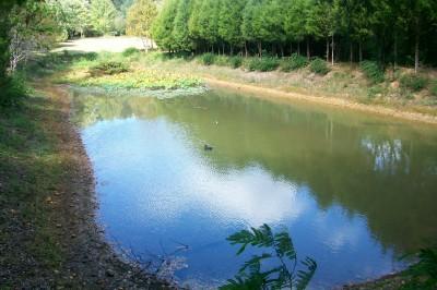 147 Cedar Park Road Centerville, TN 37033 - Photo 5 of 13 Pond