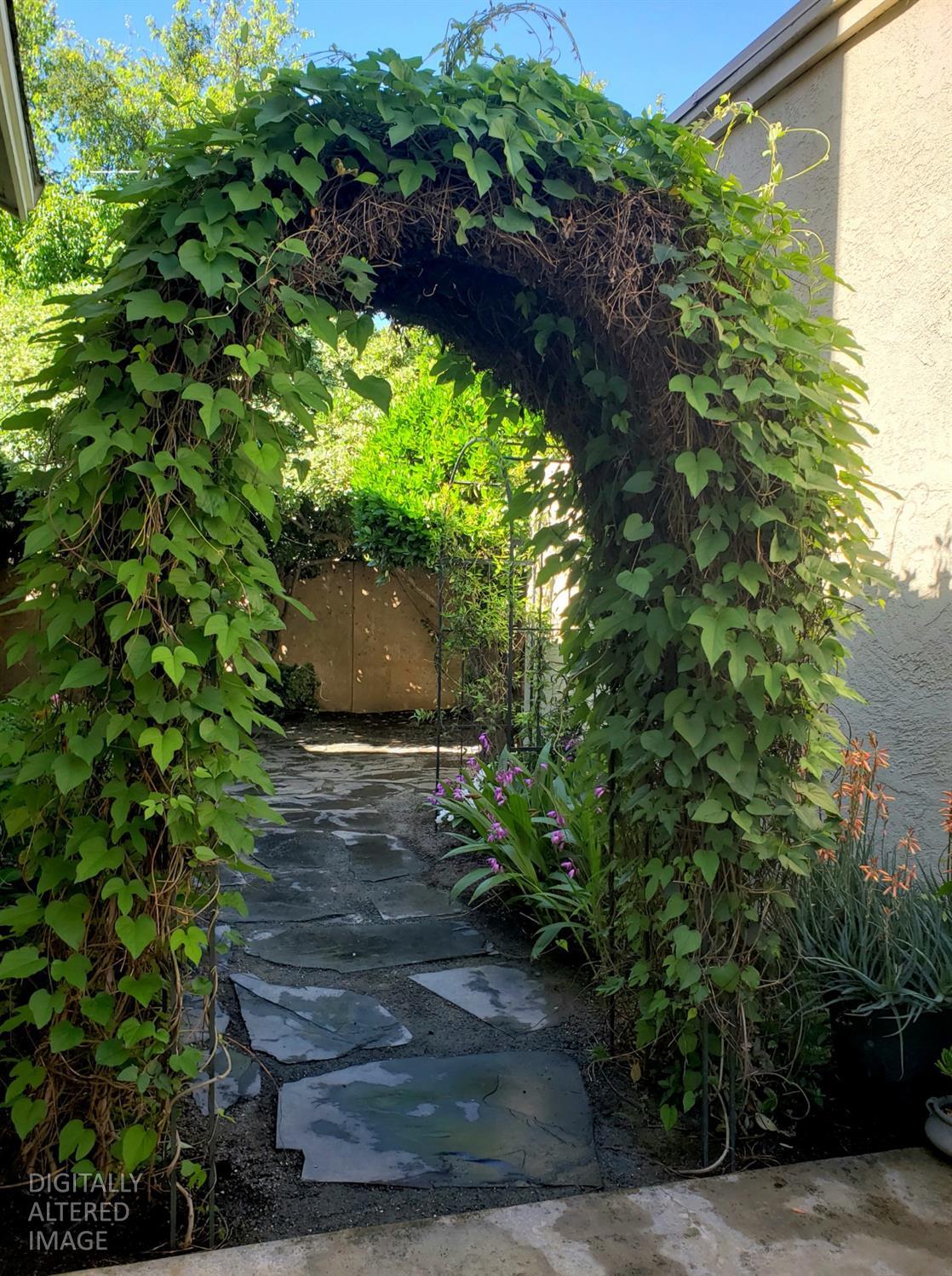 1153 Copper Lantern Court Modesto, CA 95355 - Photo 33 of 37 a view of a yard with plants
