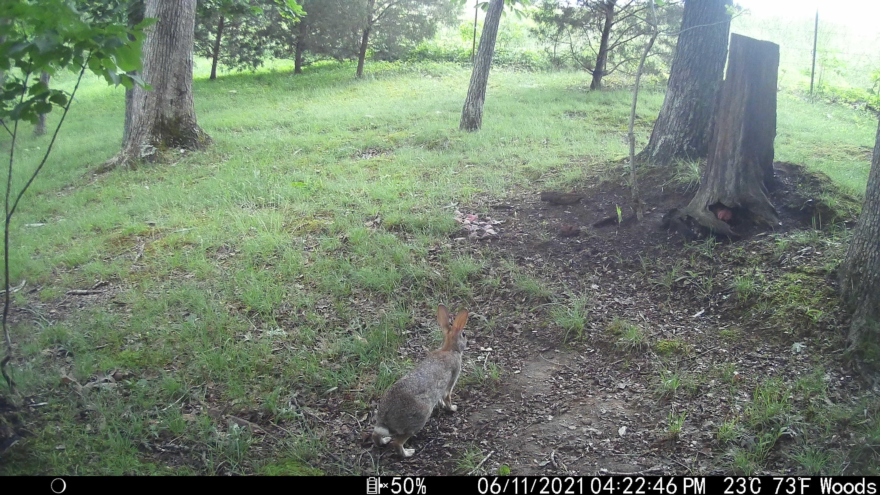 202 Lamb Road Crab Orchard, KY 40419 - Photo 39 of 40 20210611162246_IM_00414