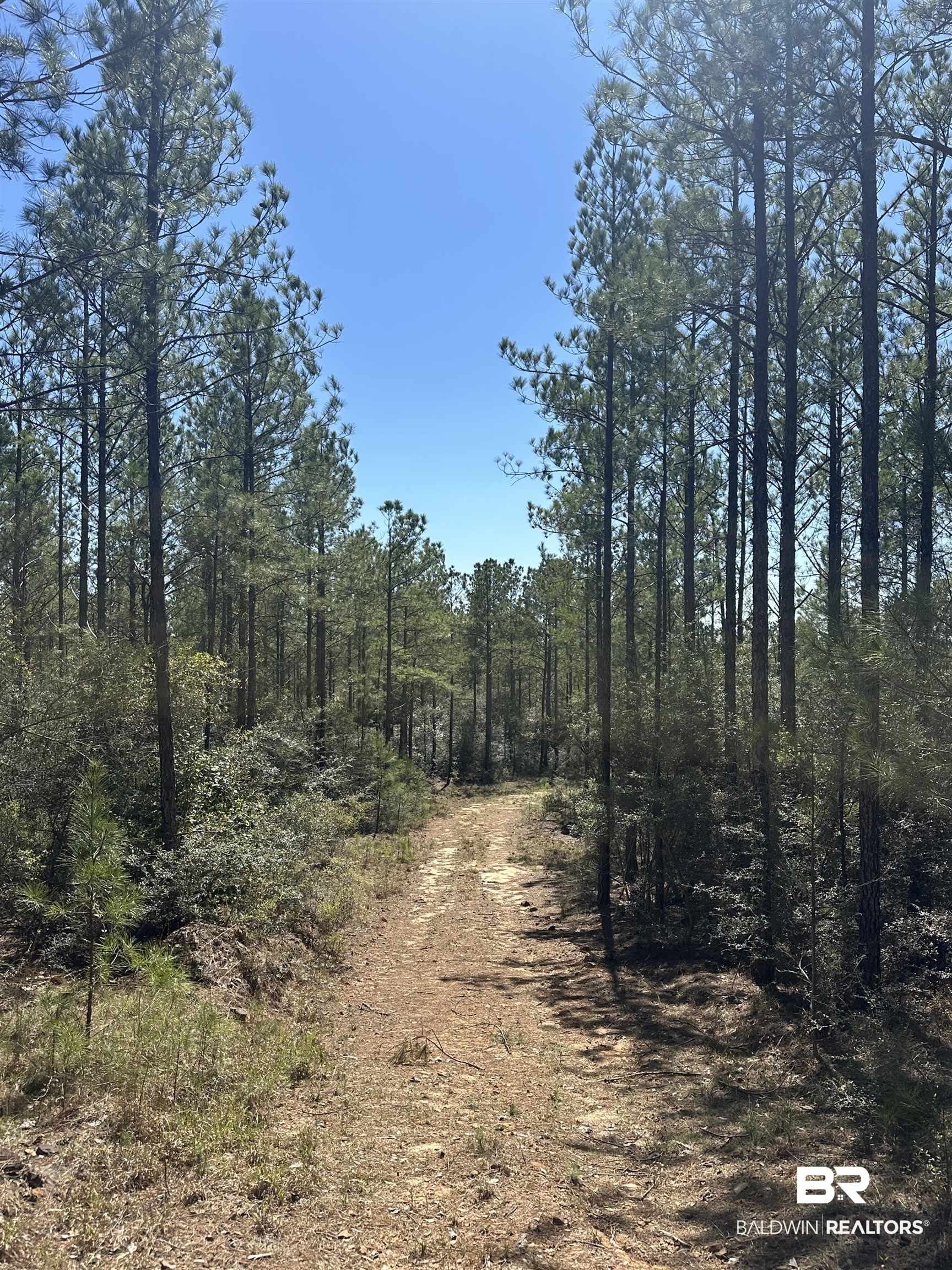 8557 County Road 34 Millry, AL 36558 - Photo 24 of 36 View of nature with a view of trees