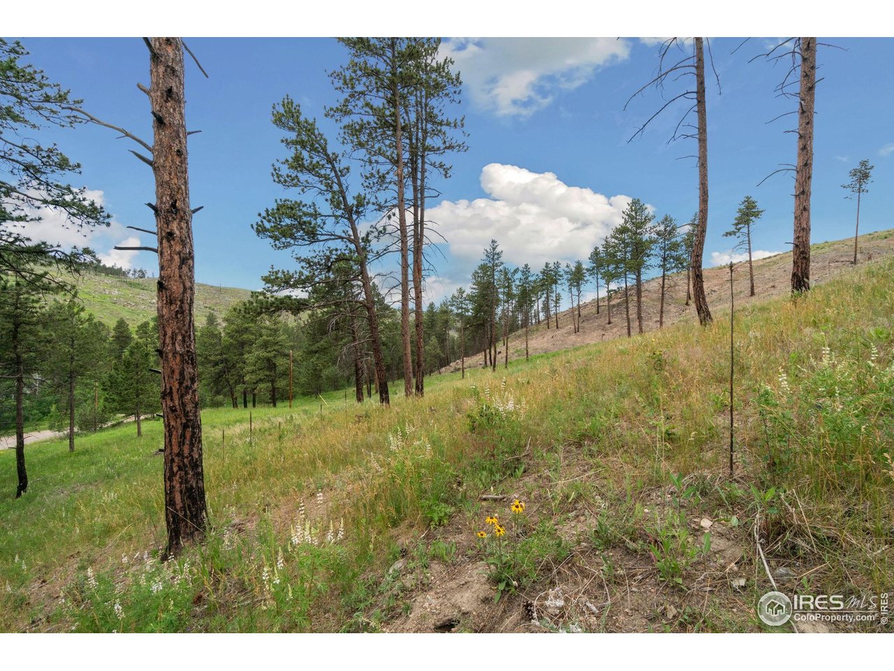 620 Davis Ranch Road Bellvue, CO 80512 - Photo 13 of 18 a view of a yard