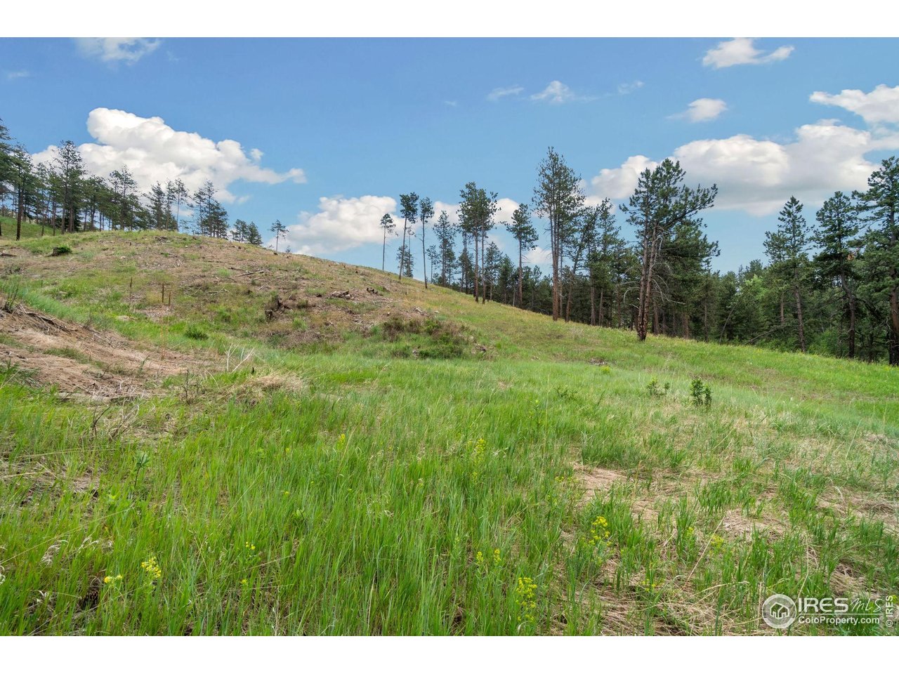 620 Davis Ranch Road Bellvue, CO 80512 - Photo 6 of 18 a view of a big yard with lots of green space