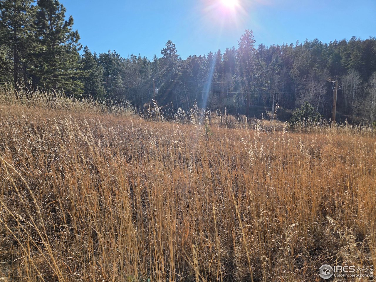 620 Davis Ranch Road Bellvue, CO 80512 - Photo 7 of 18 a view of a yard