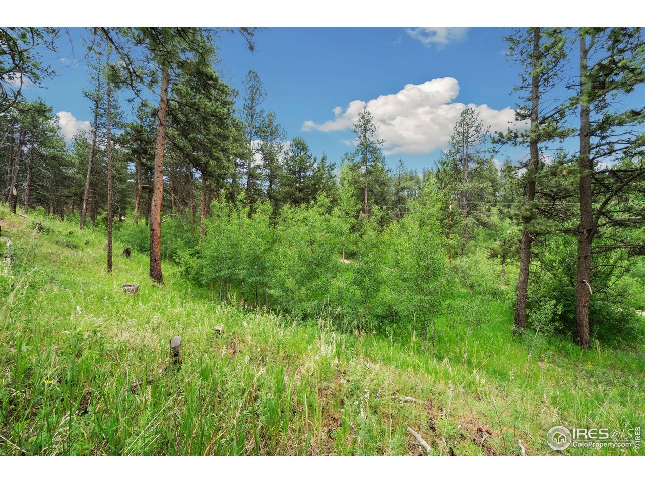 620 Davis Ranch Road Bellvue, CO 80512 - Photo 8 of 18 a view of a bunch of trees in a field