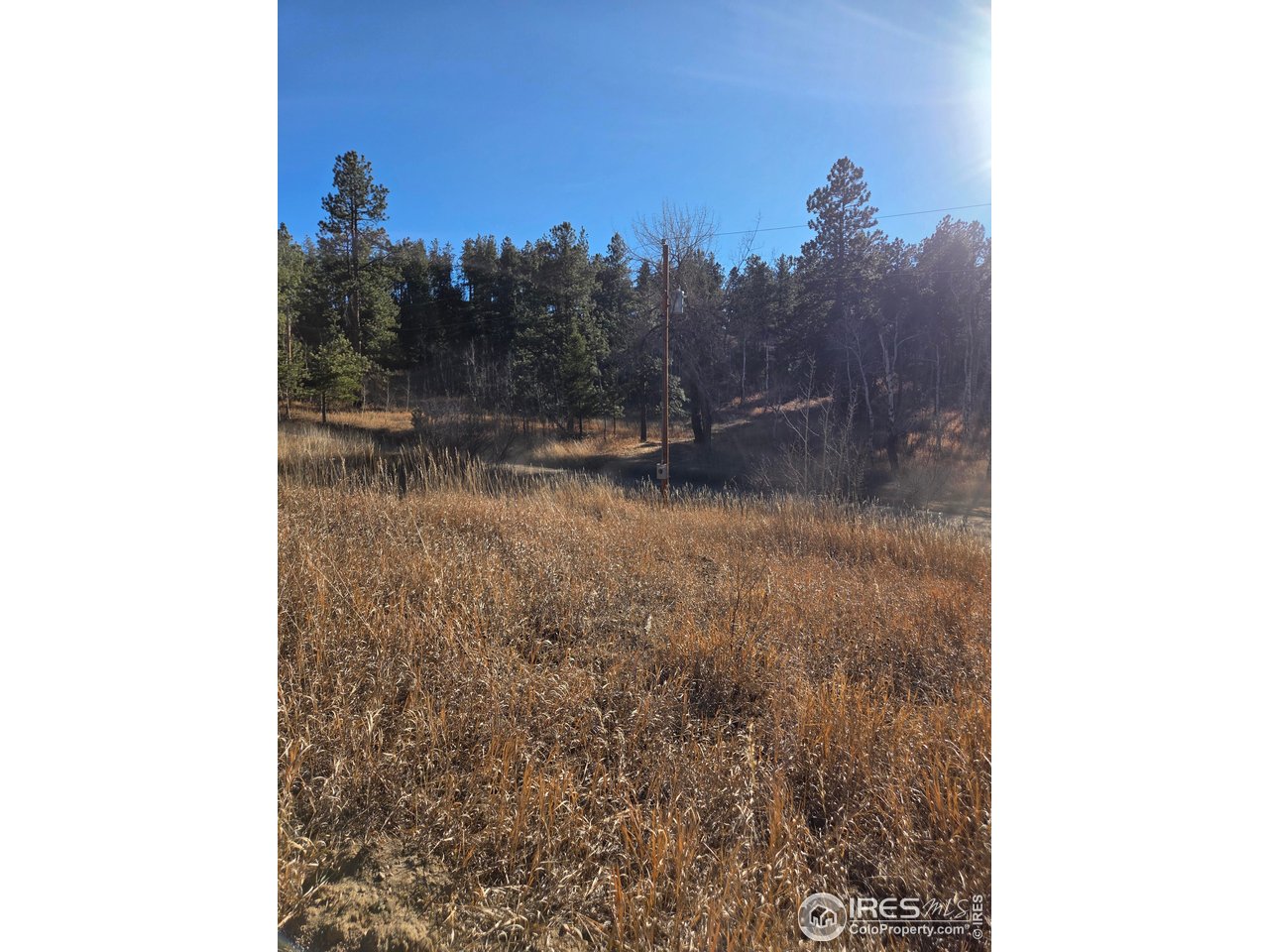 620 Davis Ranch Road Bellvue, CO 80512 - Photo 9 of 18 a view of a forest