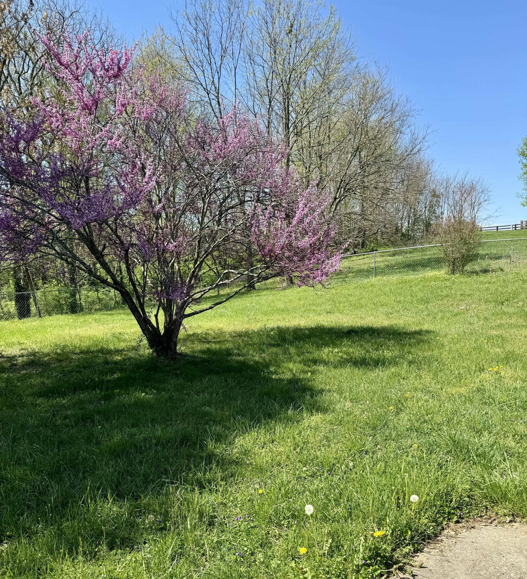 107 Tanyard Branch Road Lancaster, KY 40444 - Photo 26 of 69 IMG_3778