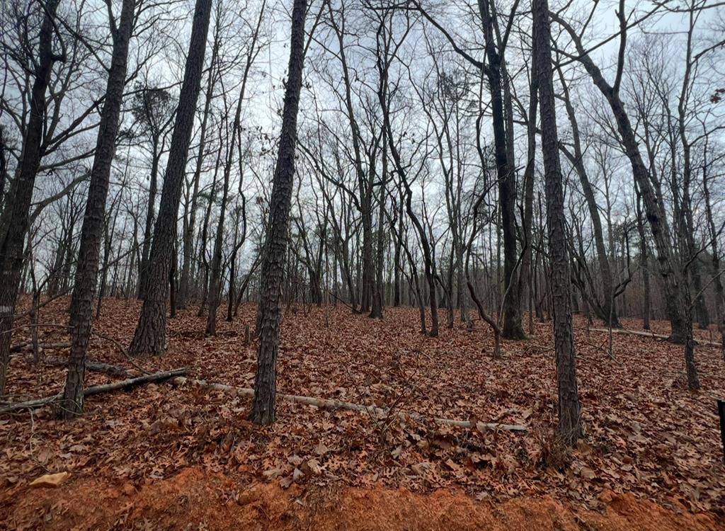 a view of a forest with trees in the background