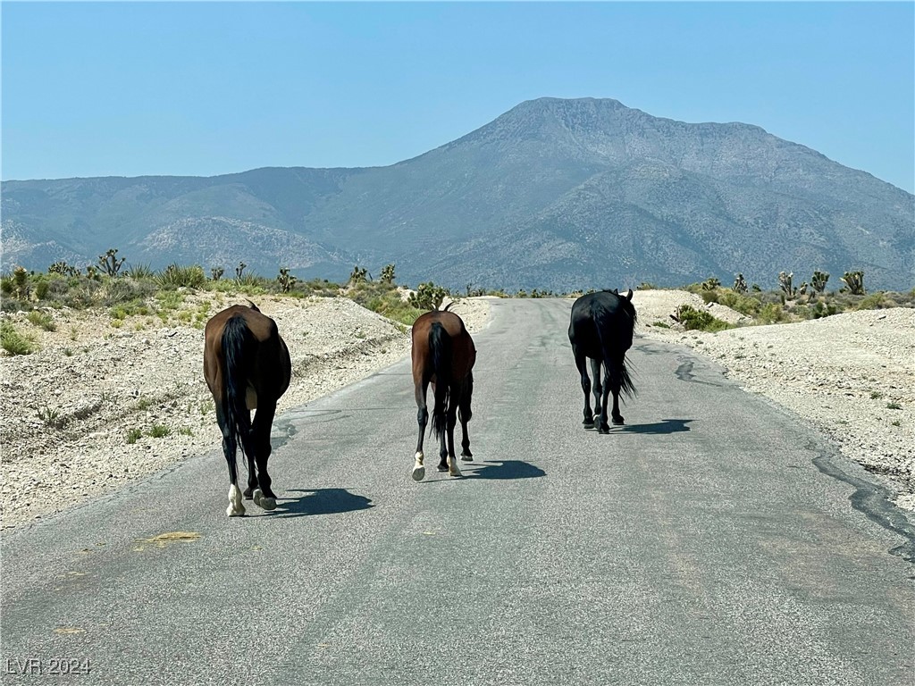 75 Pinon Road Cold Creek, NV 89124 - Photo 62 of 87 Cold Creek Area: Rush hour in Cold Creek.