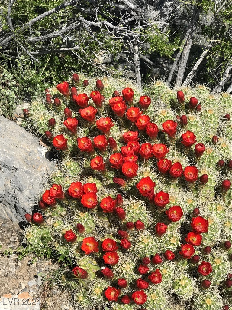 75 Pinon Road Cold Creek, NV 89124 - Photo 84 of 87 Cold Creek Area: Fiery cactus blooms.