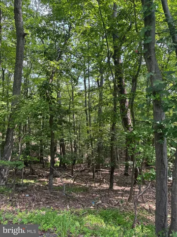 a view of a forest with trees in the background