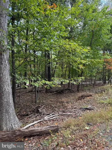 a view of a yard with plants and trees