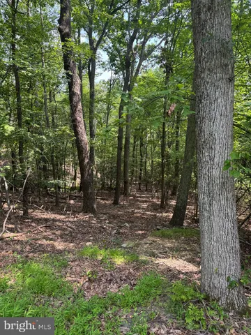 a view of a forest with trees in the background