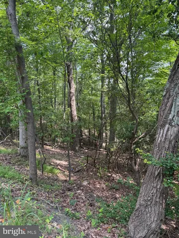 a view of a forest with trees in the background