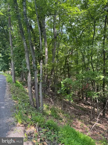 a view of a forest with trees in the background