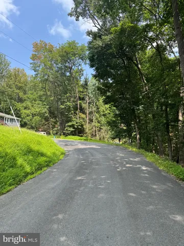a view of a yard with plants and large trees