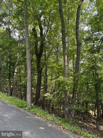 a pathway of a forest