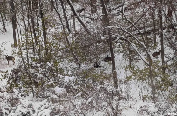 $239,900 | 1919 Sierra Court, Pekin, IL 61554