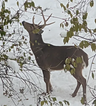 $239,900 | 1919 Sierra Court, Pekin, IL 61554