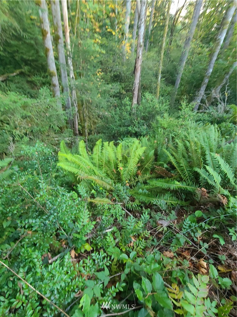 0 North Mission Road West Bremerton, WA 98312 - Photo 10 of 25 Gallery Image 10