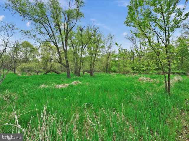 a view of yard with green space