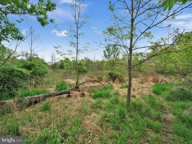 a view of a garden with a tree