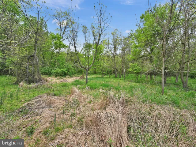 a close up of a plant in a garden