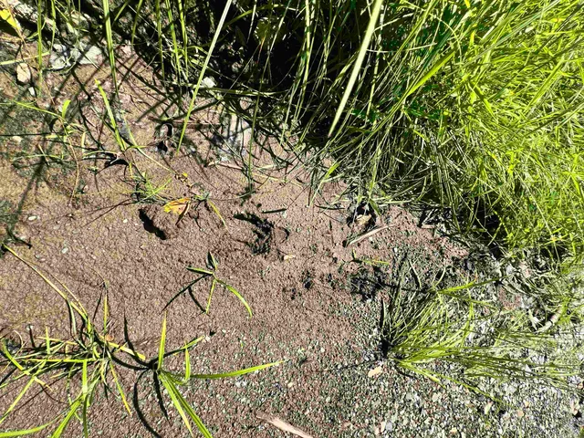 $279,900 | - Denio Road, St. Johnsbury, VT 05819