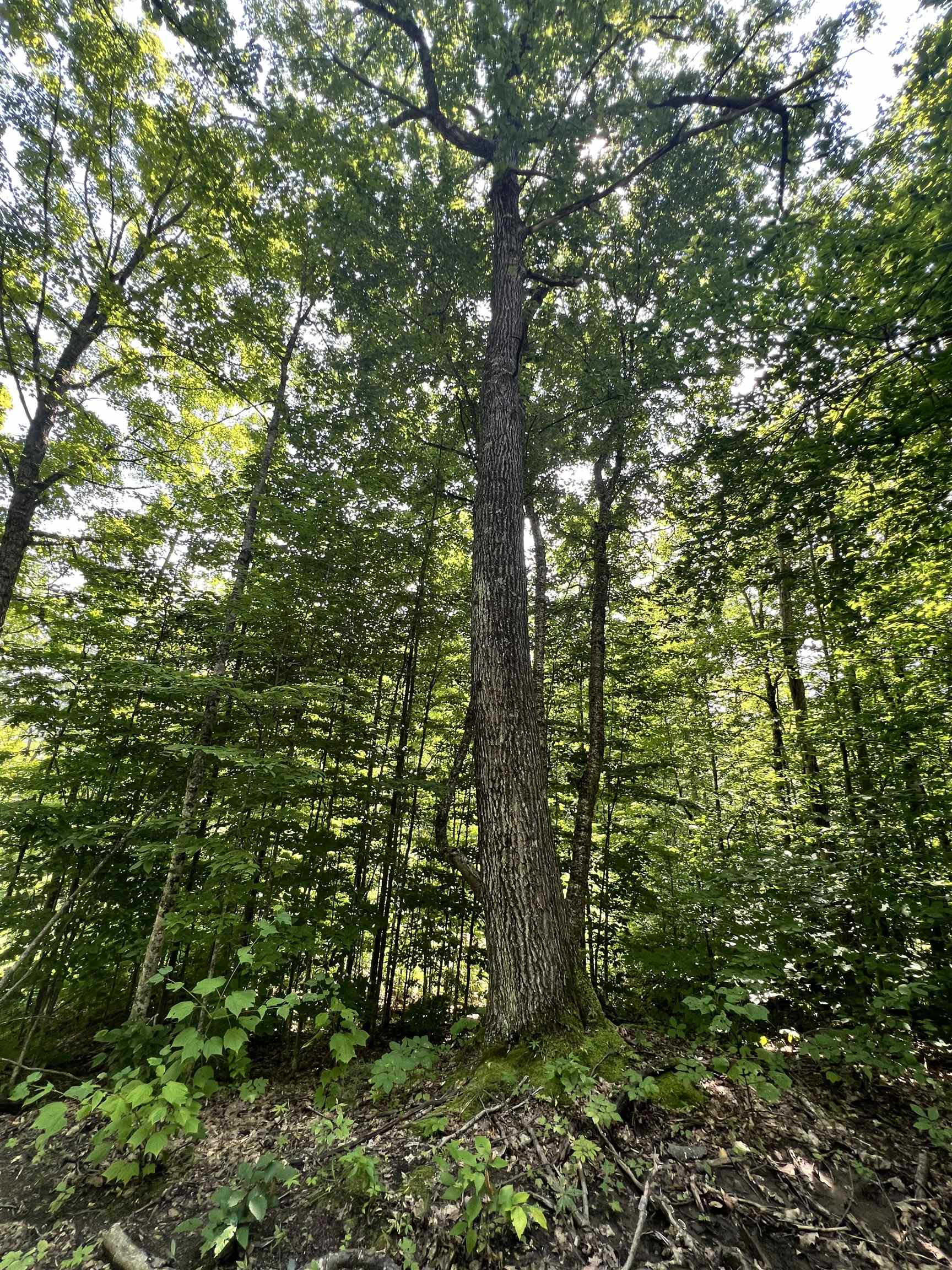 - Denio Road St. Johnsbury, VT 05819 - Photo 15 of 47