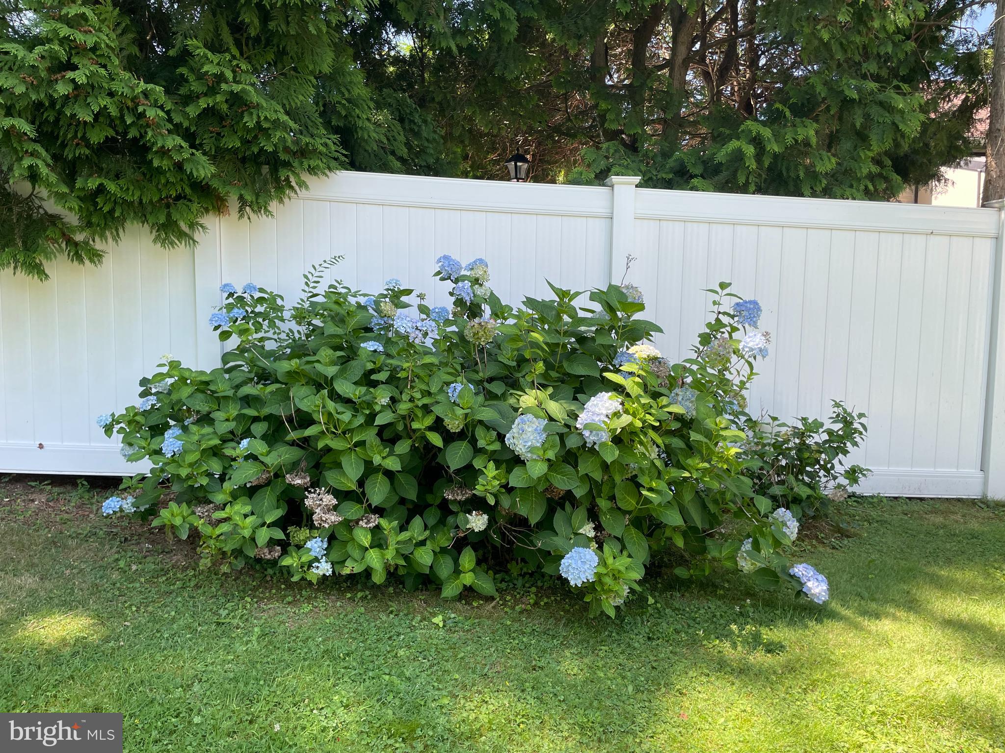 1305 Twining Road Dresher, PA 19025 - Photo 57 of 64 Beautiful Hydrangea bush