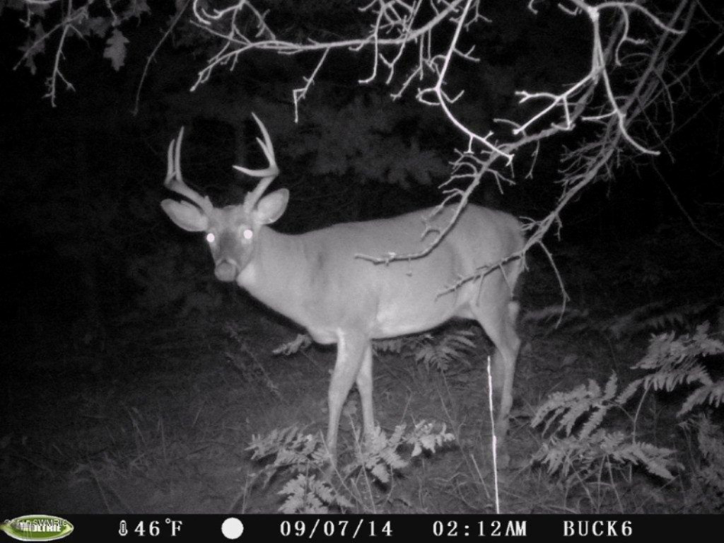Willard Road Northwest, Unit P Stanton, MI 48888 - Photo 13 of 14 2014 Deer Spotted