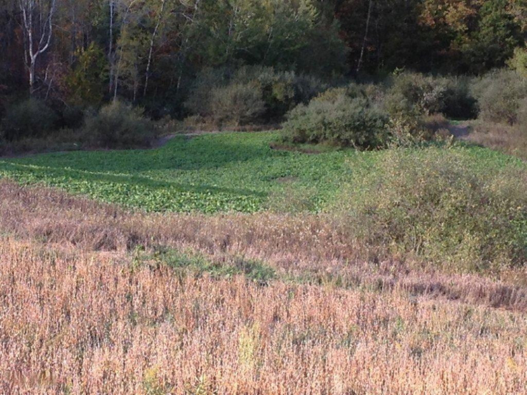 Willard Road Northwest, Unit P Stanton, MI 48888 - Photo 4 of 14 20 Acre Alfalfa Field