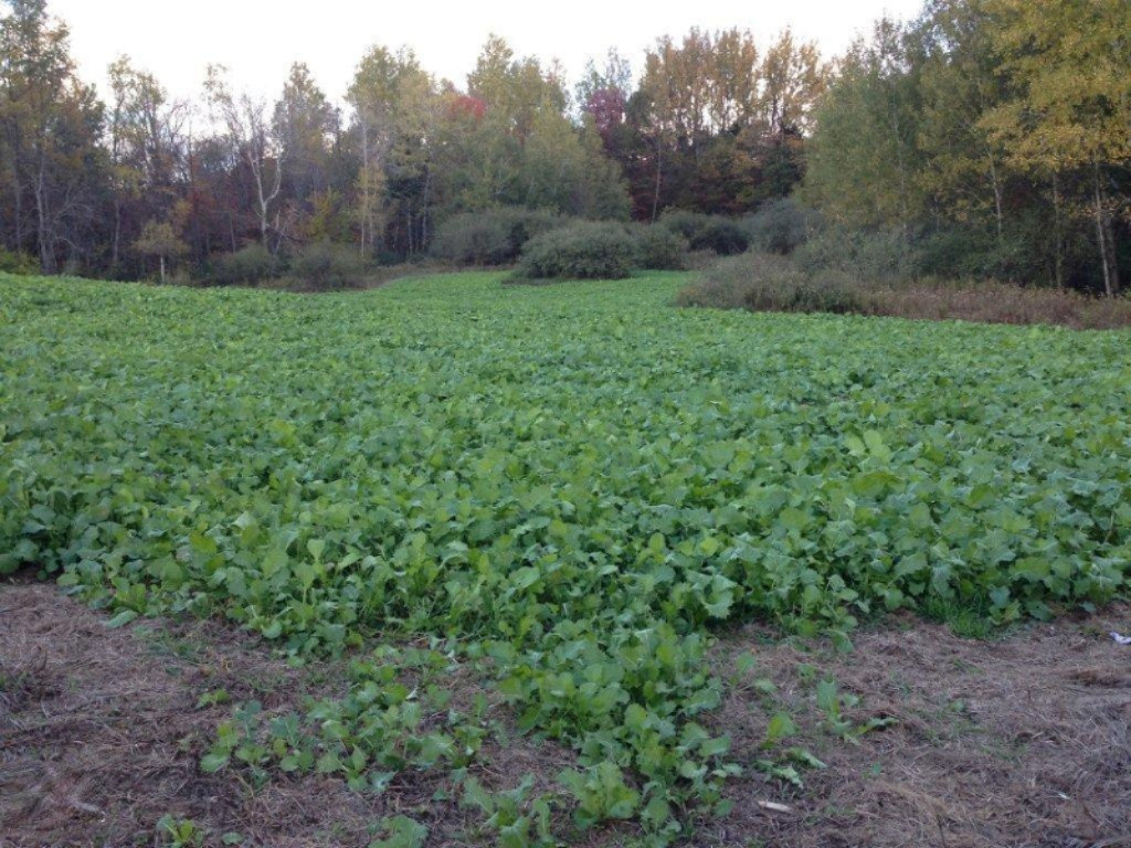 Willard Road Northwest, Unit P Stanton, MI 48888 - Photo 5 of 14 Food Plots