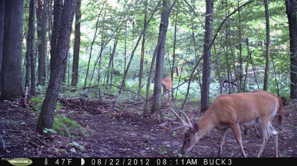 Willard Road Northwest, Unit P Stanton, MI 48888 - Photo 10 of 14 Nice Bucks Spotted over the Years