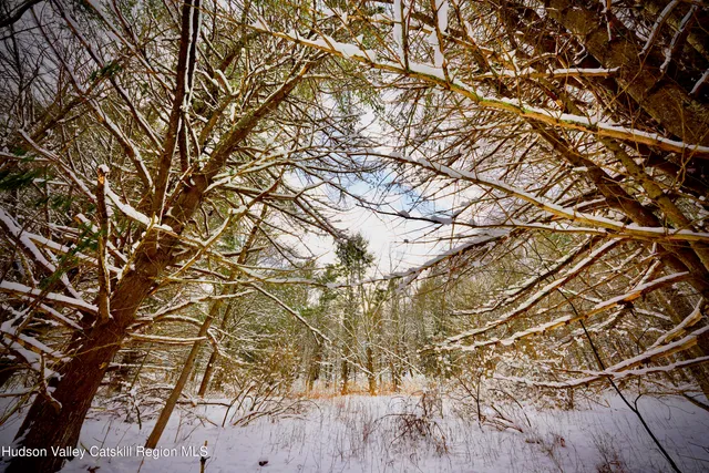 a backyard of a house with lots of trees