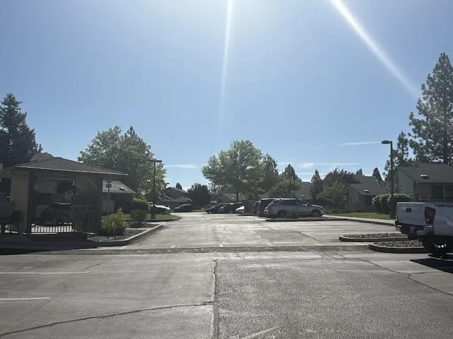 a view of a yard with plants and large trees