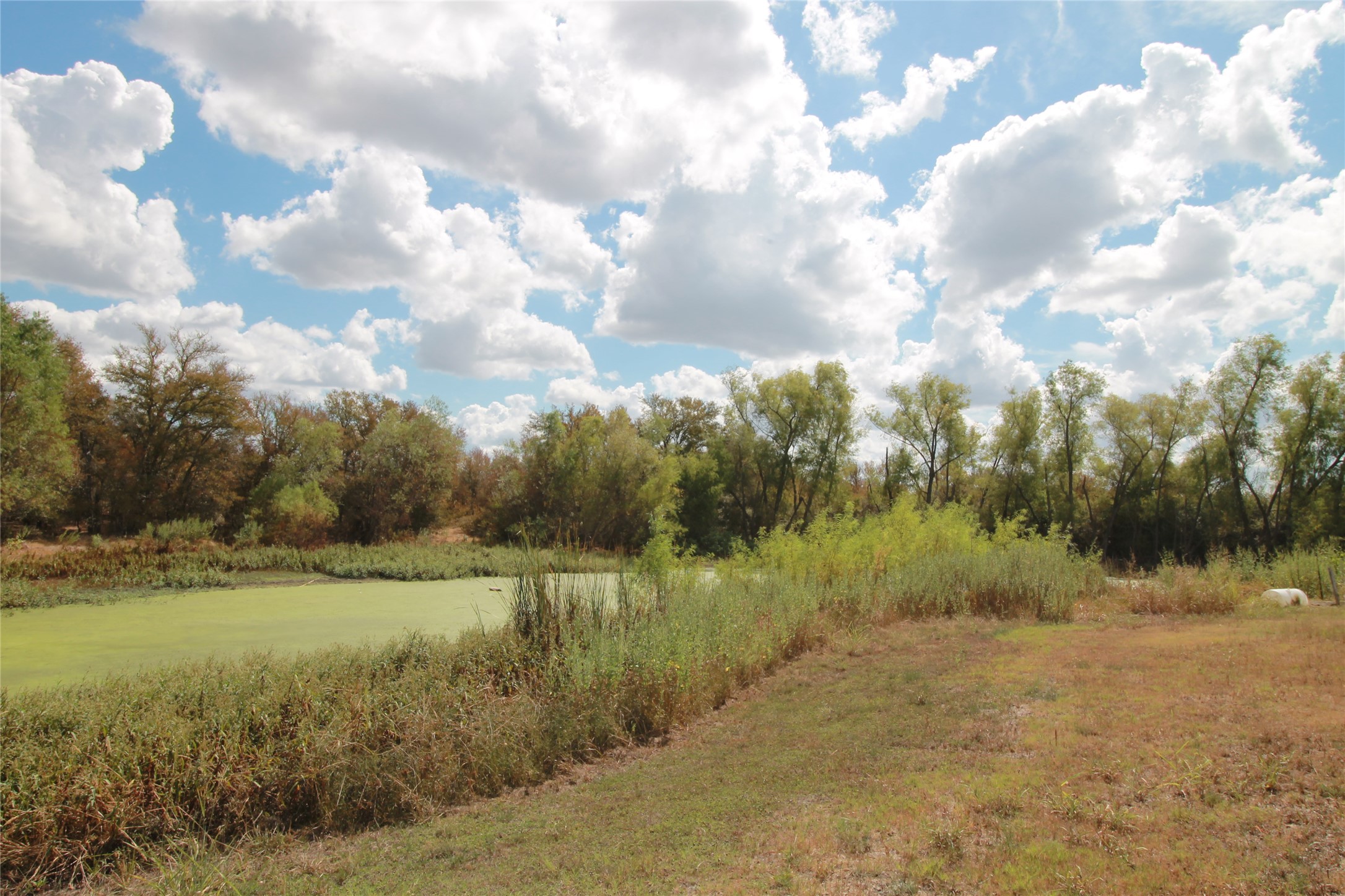 1875 County Road 466 Elgin, TX 78621 - Photo 7 of 11 Large pond