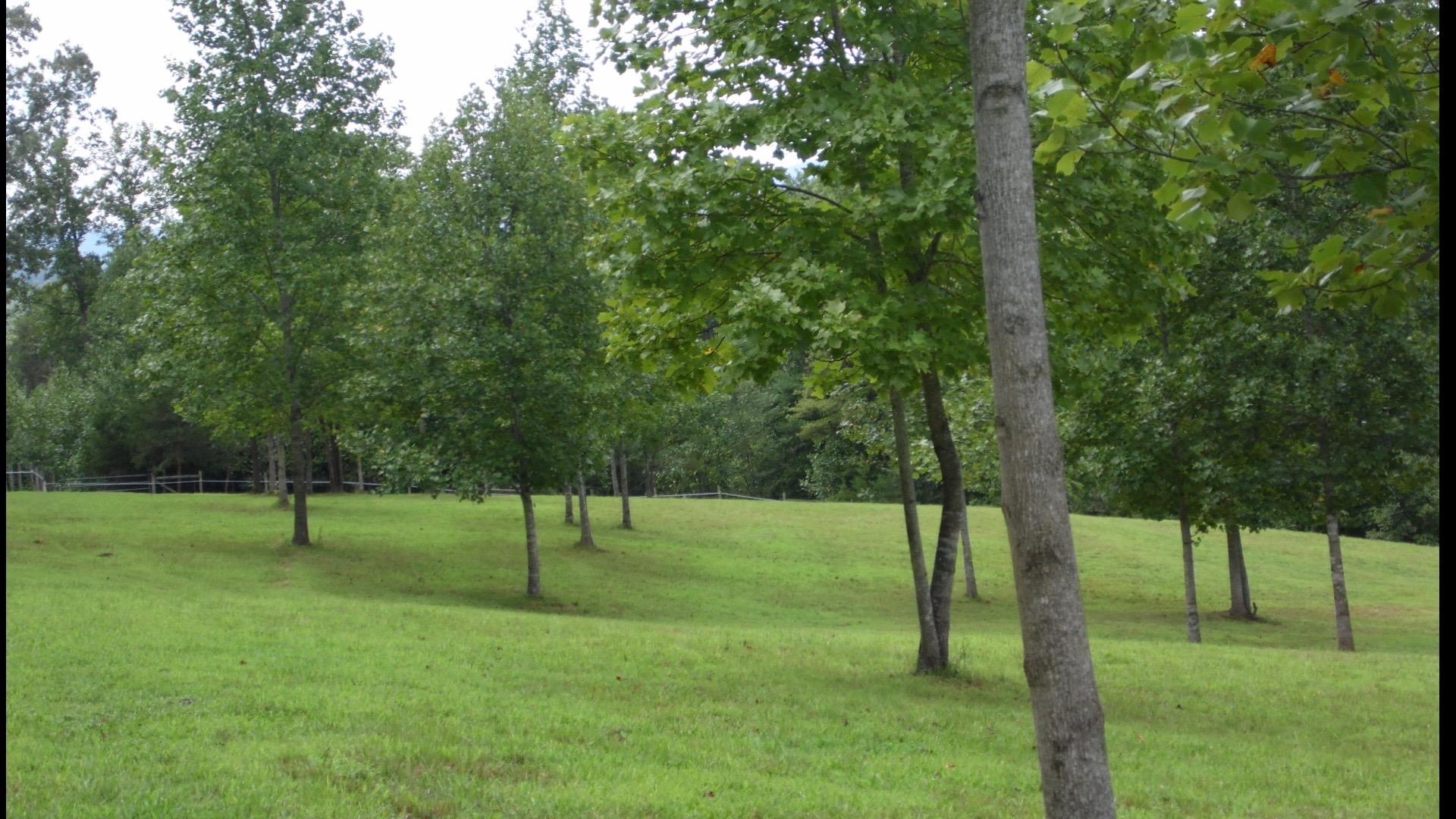 4020 Hatchett Road Penhook, VA 24137 - Photo 56 of 64 a view of a park with a tree