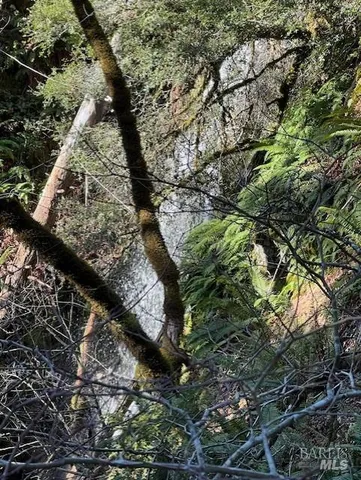 a view of a backyard with plants and large trees