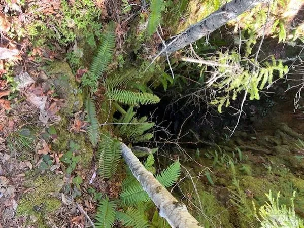 a view of a backyard with mountain view