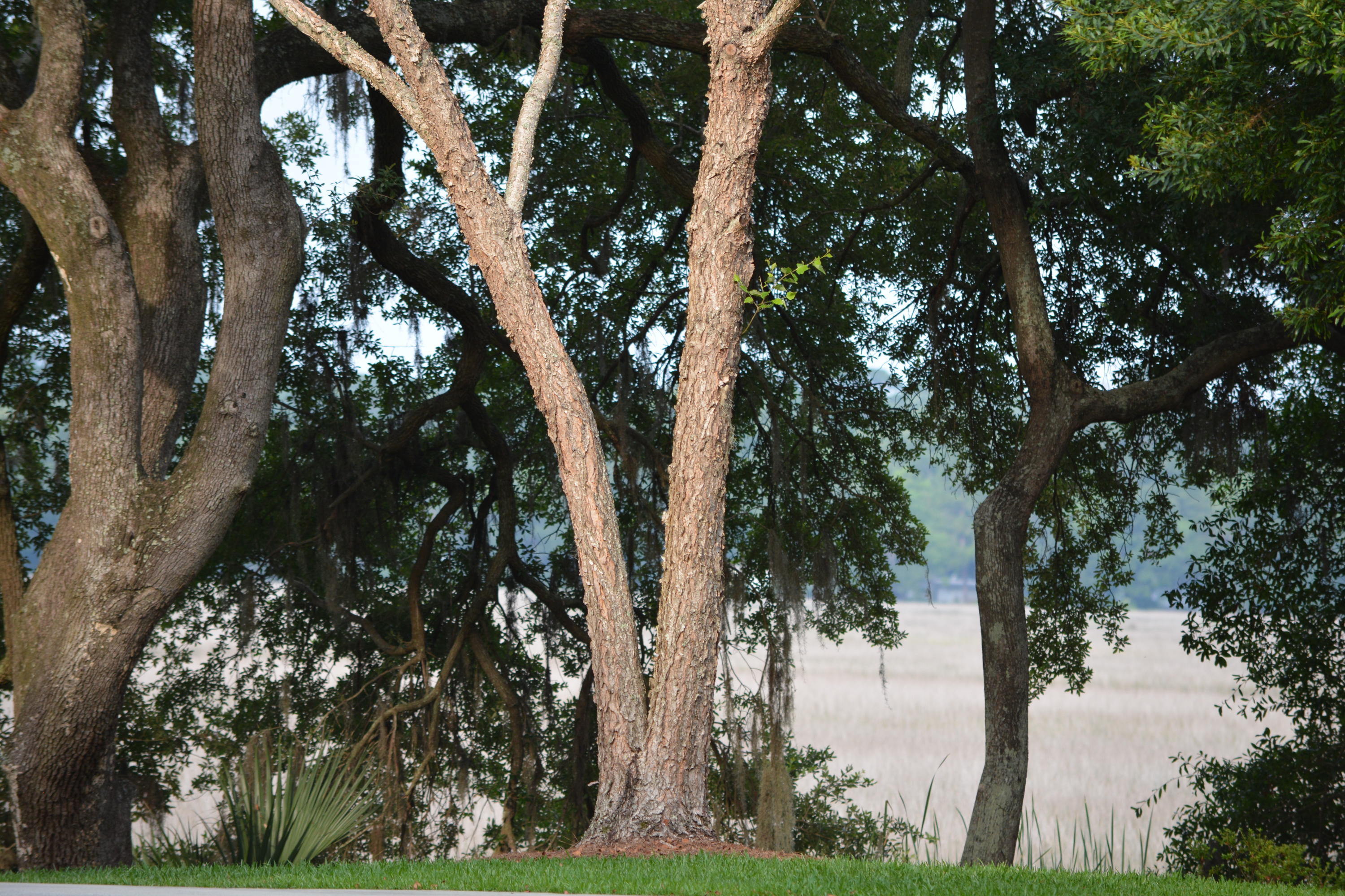 0 Vaucluse Road Charleston, SC 29414 - Photo 10 of 13 Nikon 1.15 - 6.16 329