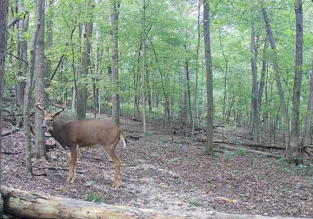 43167 Guthrie Road Gays Mills, WI 54631 - Photo 5 of 65