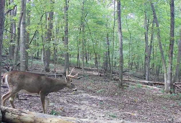 43167 Guthrie Road Gays Mills, WI 54631 - Photo 6 of 65