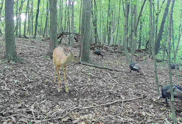 $540,820 | 43167 Guthrie Road, Gays Mills, WI 54631