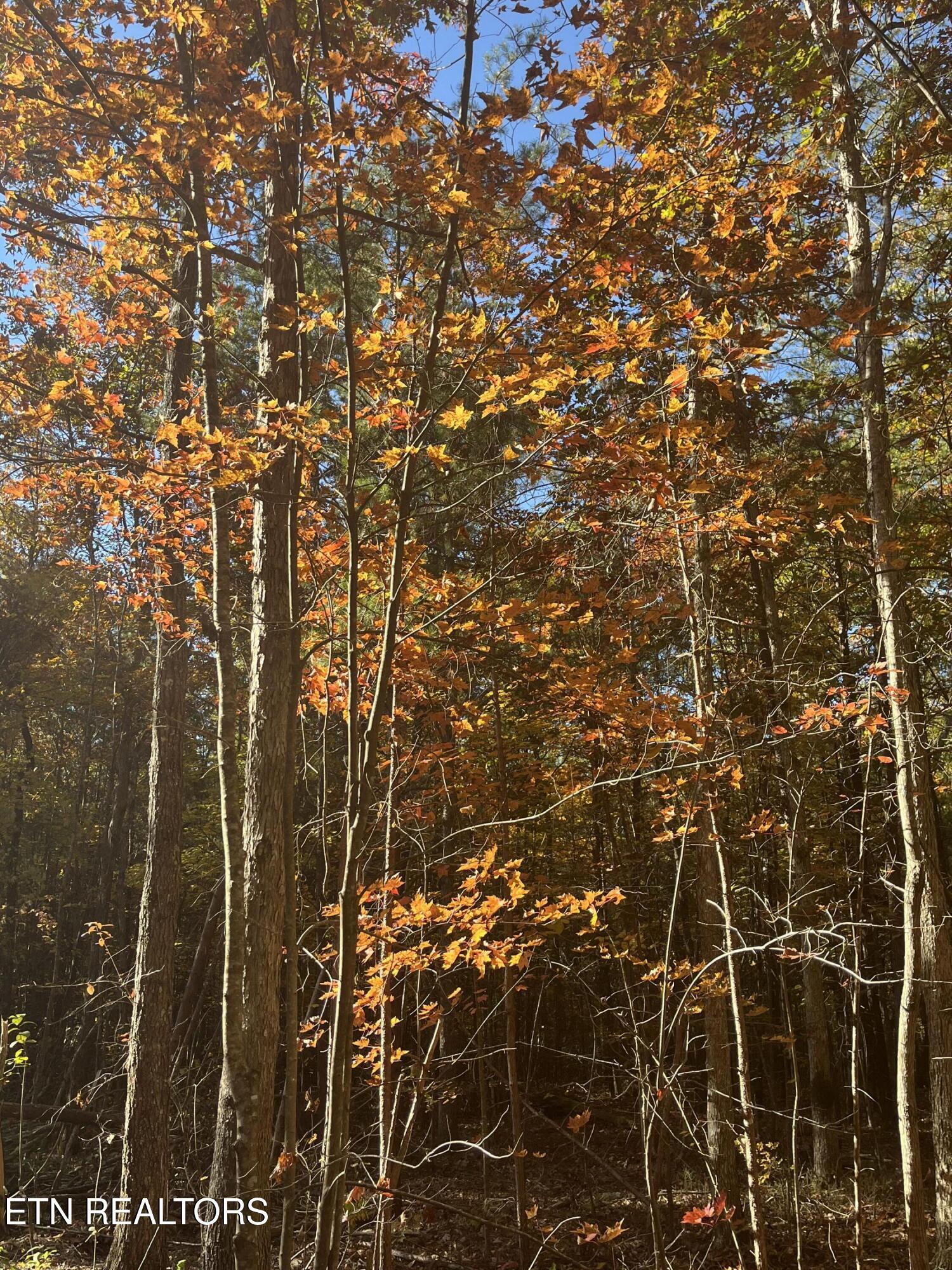 107 Cherokee Path Tellico Plains, TN 37385 - Photo 13 of 54 IMG_1641