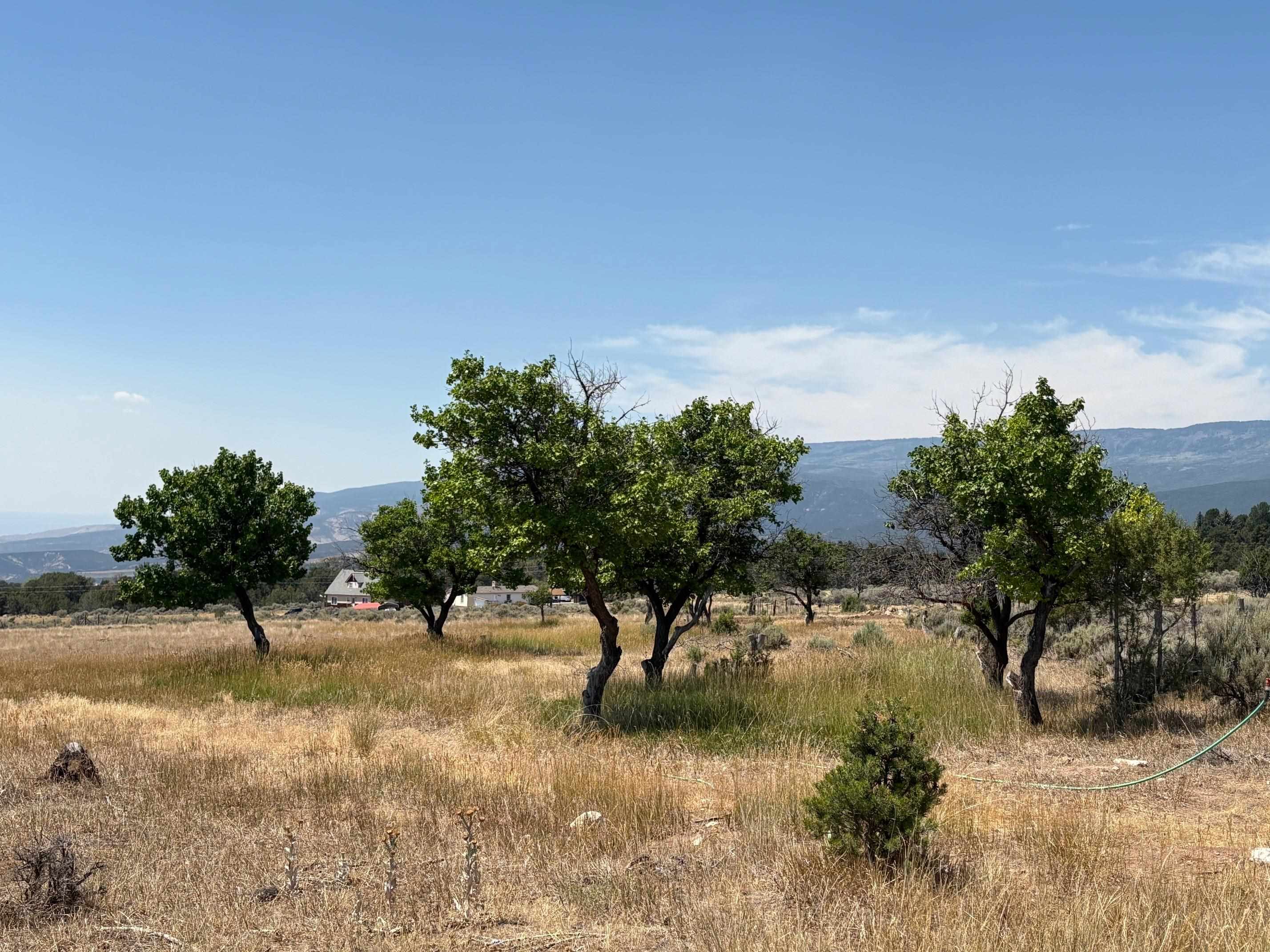 24500 Timothy Road Cedaredge, CO 81413 - Photo 22 of 33 a view of a yard with a tree